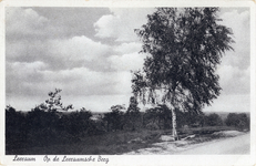 11240 Gezicht op een bos met gemengde bomen op de Leersumseberg te Leersum.